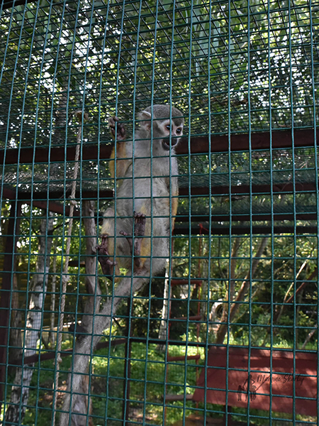 lemur park rumia